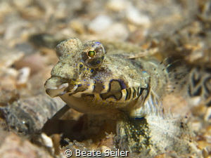 Dragonet "Under the Bridge" by Beate Seiler 
